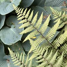 Image result for Athyrium