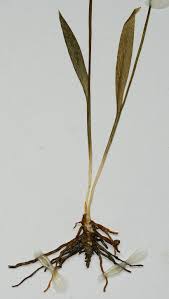 Image result for Ophioglossum gomezianum