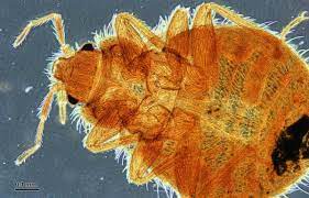 How Long Can Bed Bugs Live Without Food Pest Control Zone
