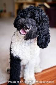 Black And White Parti Aussiedoodle A Parti Labradoodle With A Strong Poodle Appearance Including What Looks Like A Non Shedding Poodle Coat Not All Labradoodle S Are N Dogs Labradoodle Puppies
