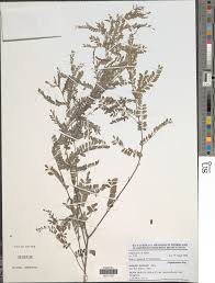 Image result for Indigofera dendroides