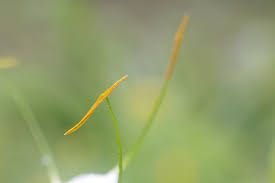 Image result for Andropterum