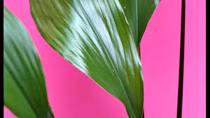 Image result for Kořenokvětka Aspidistra