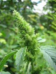 An autoimmunopathogenic and genomic enigma with emerging genetic and immune targets» int j biol sci. Plante Aromatice Ligia Pop