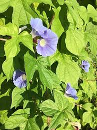 Image result for Ipomoea ommaneyi