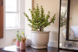 Jade plants young and old should receive at least four to six hours of sunlight daily, but keep the plant safe from direct rays of sunlight. How To Grow And Care For Dwarf Jade Plant