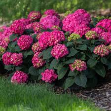 Image result for Hydrangea macrophylla