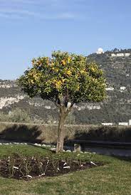 Trimming An Orange Tree - How And When To Prune Orange Trees