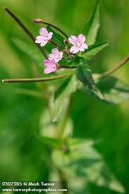 Image result for Epilobium