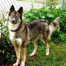 German Shepherd Husky Mix Name Search For A Good Cause