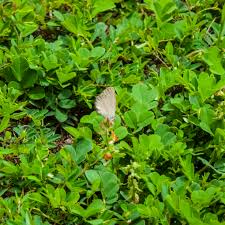 Image result for Indigofera spicata