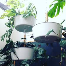 My Ikea Bittergurka Plant Hangers Plant Plants Houseplant Houseplants Ikea Bittergurka Plant Hanger Plants Houseplants