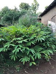 Image result for Aframomum corrorima