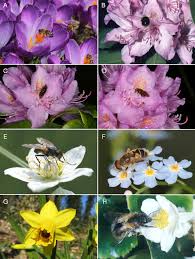 Image result for Andropterum