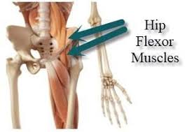 The bones of the hip include the femur, the ilium, the ischium, and the pubis. Hip Flexor Muscle