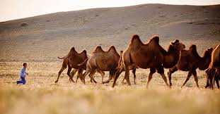 Its population of two million exists mainly. Gobi Desert Trek Experiential Star