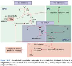 Cascada de activación de cimógenos que conducen a la división del cascada de coagulación. Cascada De La Coagulacion Pagina Web De Pseudomonas