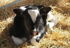 424 x 761 jpeg 54 кб. Baby Cow Wallpapers Top Free Baby Cow Backgrounds Wallpaperaccess