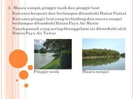 Akar paya bakau menyediakan sistem penapis untuk mengalirkan bahagian di dalam kawasan hutan. Smk Cbn Geografi Tingkatan 3 Faktor Faktor Yang Mempengaruhi Tumbuh Tumbuhan Semulajadi Di Malayasia Youtube