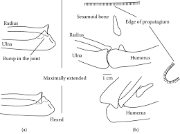 In most bats only the. 31 A The Locking Mechanisms In The Wings Of Albatrosses And Giant Download Scientific Diagram