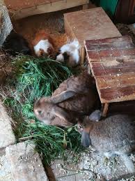 20 minuti terminata la cottura, se occorre, ridurre la salsa di. Piccoli Animali Fieno Ed Erba Prodotti Per Animali Domestici Tima Pellet Alle Erbe Per Coniglio Nano 2 5 Kg Senza Cereali Vinea Gmbh De