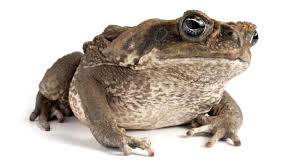 Cane toads eat anything thay can handle (eat) and have no natural enemies. Cane Toads Tigtag