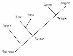 Classifying The Platypus