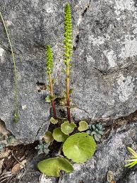 Image result for Umbilicus botryoides