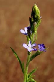 Image result for Buchnera hispida