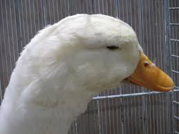 Research shows they prefer human companionship over their own. German Pekin Wikipedia