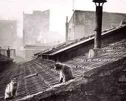 Lestoits De Paris By Eduard Boubat 1947 Cats Paris Rooftops Old Photos