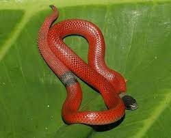 File Tail Ground Snake Procinura Aemula Snake Reptile Snakes Snake Turtle