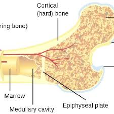 For any future readers with this issue, each. Cross Section Of A Large Bone Download Scientific Diagram