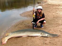 The largest one on record came from the rio grande river in texas and is an igfa. Alligator Gar