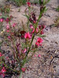 Image result for Indigofera hilaris