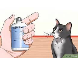 Glaucoma is the second leading cause of blindness in the world. How To Treat Feline Glaucoma 12 Steps With Pictures Wikihow