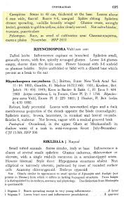 Image result for Queenslandiella