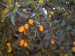 Not your typical kumquat!if your jaw doesn't tighten when you think of a sour kumquat, then you've probably never had a kumquat. Centennial Kumquat Tree Just Fruits And Exotics