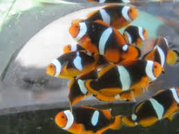 Mengenai ikan sendiri, ada dua jenis ikan yang umum kita temukan di sekitar kita. Budidaya Ikan Hias Air Laut Clownfish Dinas Perikanan Kab Probolinggo