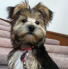 Maybe you would like to learn more about one of these? Morkie Morkie Puppies Puppies Morkie
