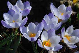 Pin On Plants Bulbs And Flowers