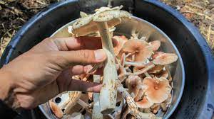 What You Should Know About Eating Raw Mushrooms