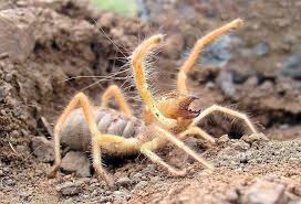 Camel spiders eat or chew on people while they sleep. What Eats The Biggest Spider In The World Giant Spiders Fiction Or Truth Of Life
