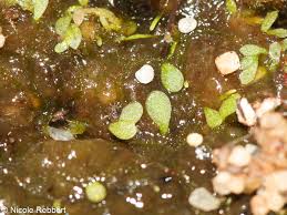 Image result for Utricularia arenaria