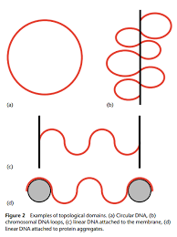 What Is A Topological Domain Biology Stack Exchange
