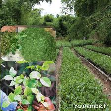 Image result for Gnetum africanum