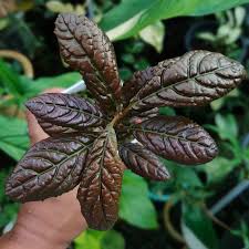 Image result for Goodyera afzelii