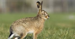 Transmise par piqûre de tiques dures ixodes for faster navigation, this iframe is preloading the wikiwand page for maladie de lyme. Somme La Federation De Chasse Appelle A La Vigilance Sur La Tularemie Une Maladie Infectieuse Contact Fm