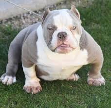 Pin By Ricardo Narvaez On Bully S Bully Breeds Dogs Bully Dog Bully Pitbull Character creation wizard how to draw: bully dog