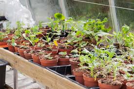 Check spelling or type a new query. Realiser Des Semis En Interieur Realiser Des Semis Au Chaud